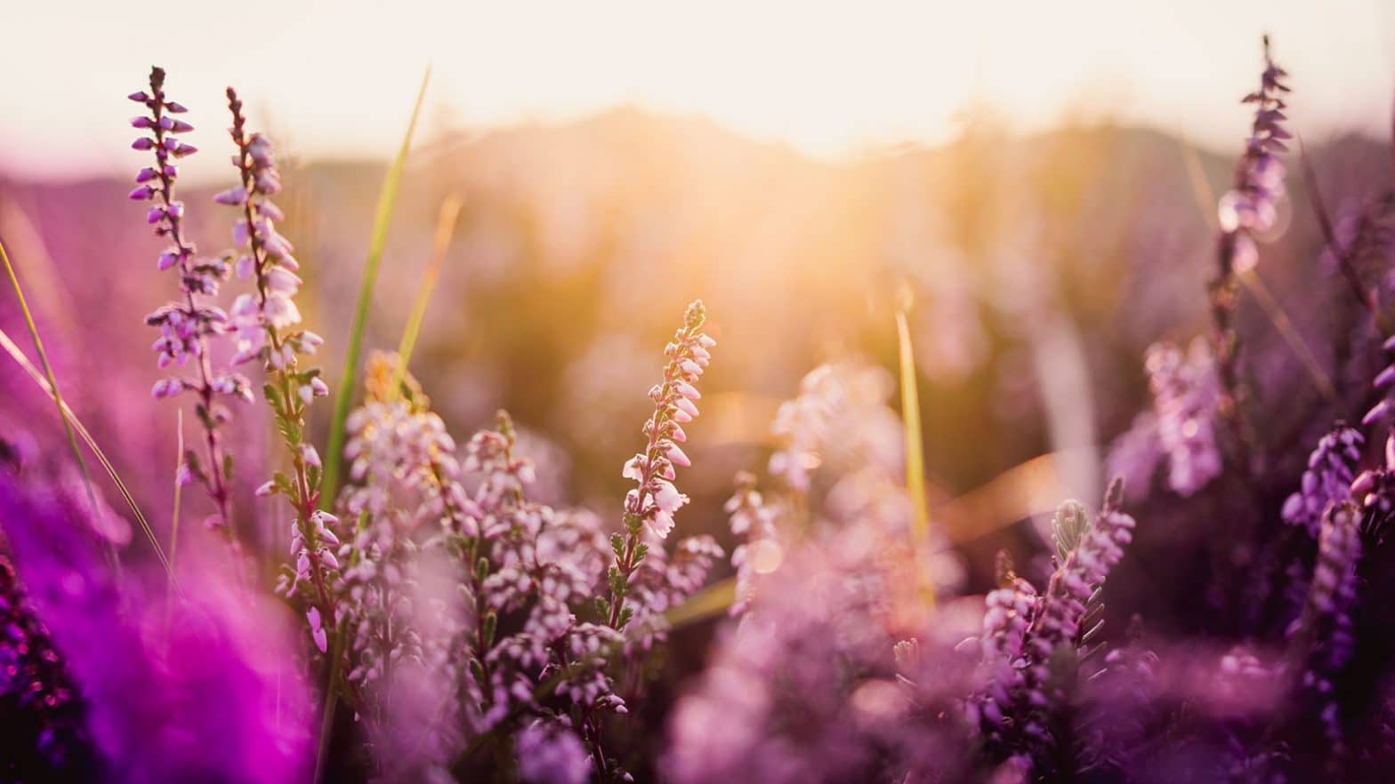 Heather in meadow during sunrise