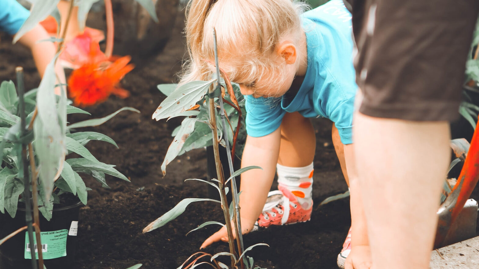 Child in a blue shirt planting a young plant in a garden. An adults leg is visible nearby. Soil and other plants surround them.