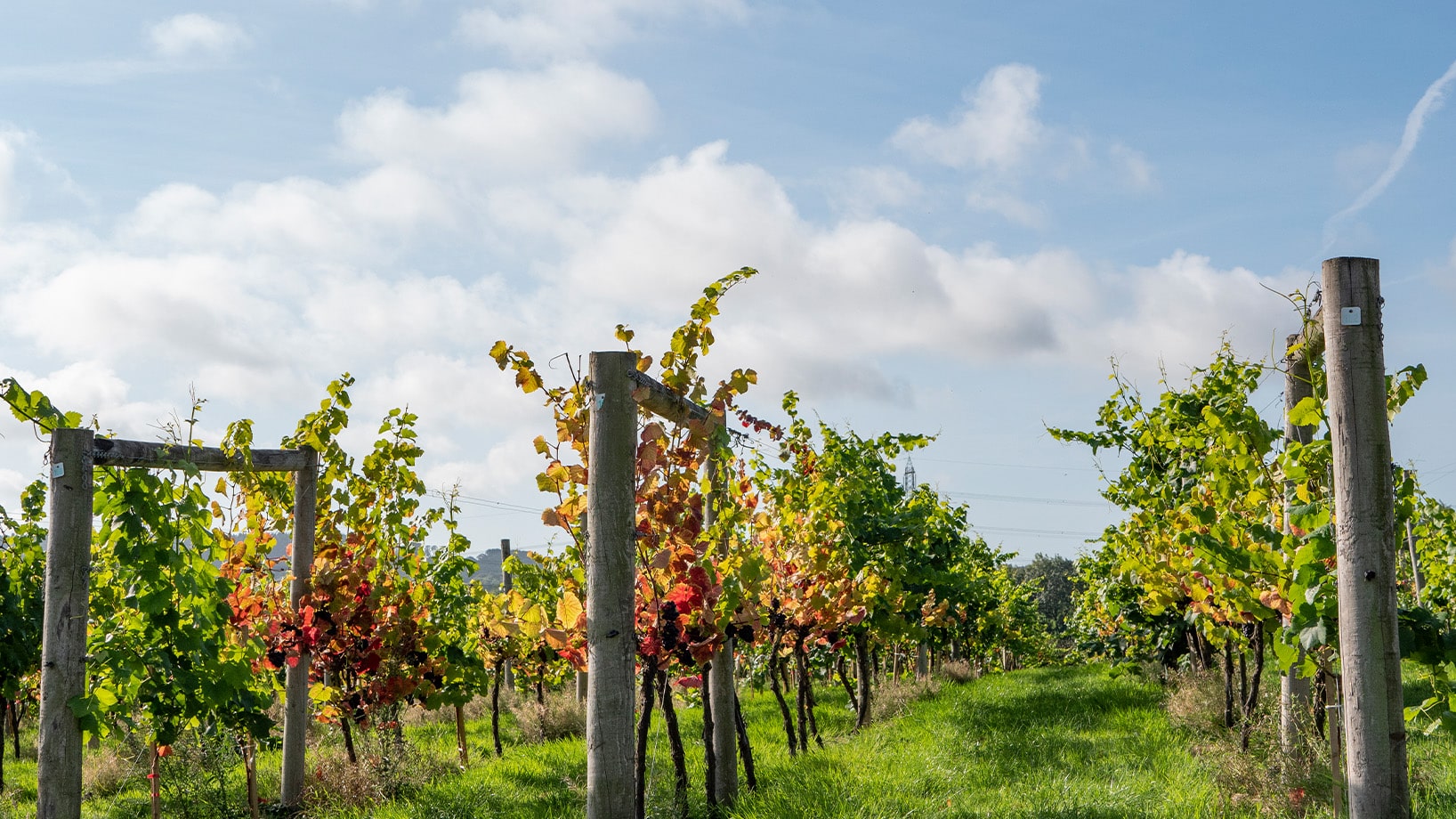 Cripps renews sponsorship for Wine Garden of England's Summer